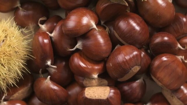 Freshly harvested chestnuts rotating on a table	