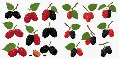 Illustration of various mulberries on branches with leaves, some red, some black, and one sliced open.