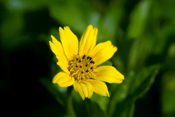 yellow flower on green background