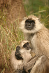 Obraz premium mother and baby