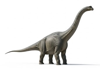 Fototapeta premium Apatosaurus white background