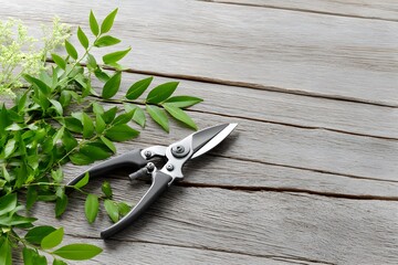 Garden Pruning Shears on Wooden Surface with Fresh Cuttings for Horticultural Maintenance Work