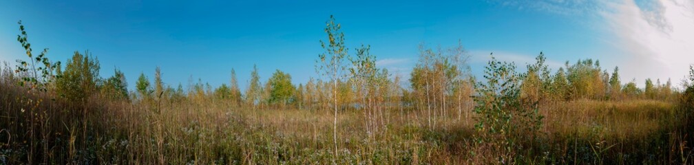 Fototapeta premium Panorama of an autumn tree and wild chrysanthemum flowers on a large lawn.