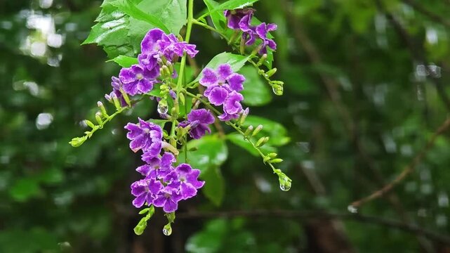 Duranta, Sky Flower