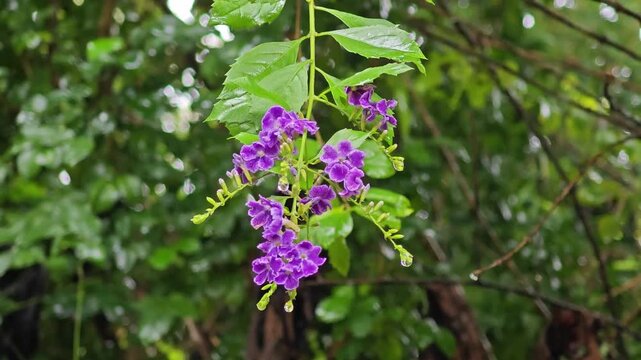 Duranta, Sky Flower