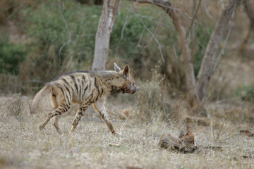 Striped Hyena in the wild
