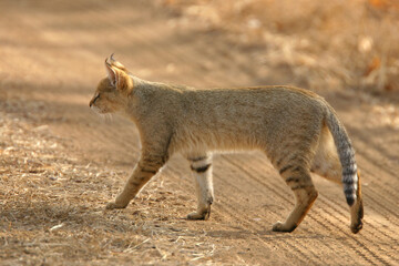 cat walking in the wild