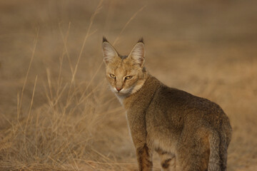cat in the wild