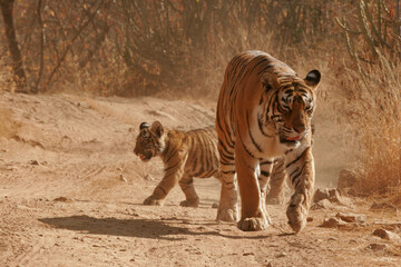 Tiger tigress cubs searching prey Ranthambore Tiger Reserve National Park Rajasthan India  © abc foto