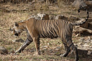 Tiger searching prey Ranthambore Tiger Reserve National Park Rajasthan India