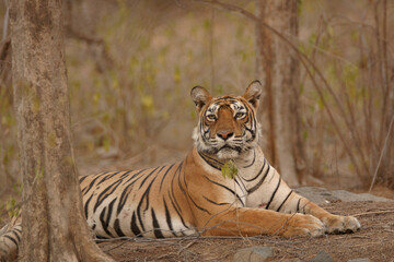 Fototapeta premium Tiger sitting Ranthambore Tiger Reserve National Park Rajasthan India