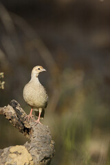 grey francolin sitting on branch
