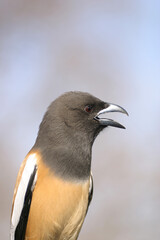 rufous treepie bird singing