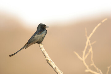 black drongo on branch