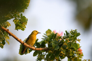 bird on a branch