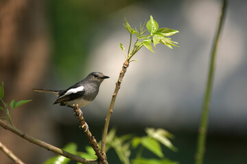 magpie-robin on a branch