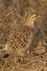 grey partridge bird