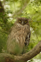 fish owl perched on branch