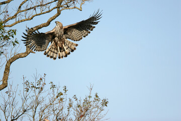 eagle in flight