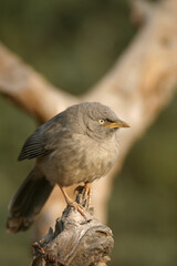 babbler perched on a branch