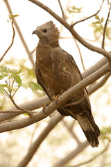 bird on a branch