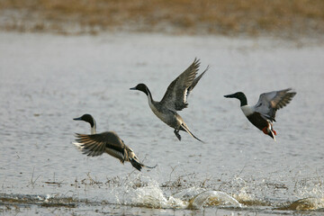 black headed ducks