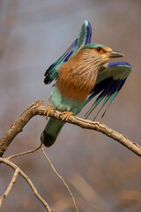 indian roller in the wild