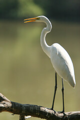 great white egret