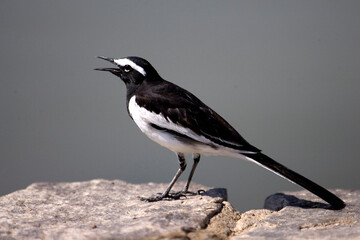 black winged blackbird