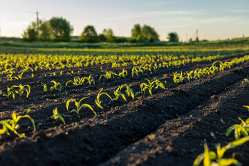 Young corn plants grow steadily in rows on rich soil, nurtured by sunlight, ready for a successful harvest in the season ahead