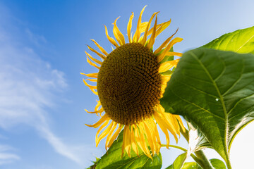 Bright yellow sunflower stands tall against a clear blue sky, showcasing its petals and vibrant green leaves under the sun