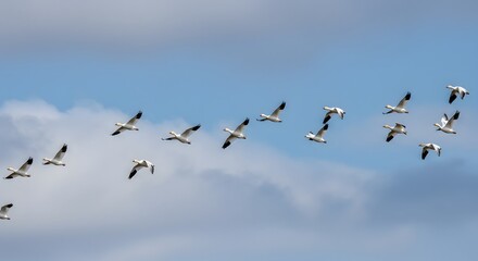 Obraz premium A flock of white geese, with black wingtips, flying in a V-formation against a cloudy sky