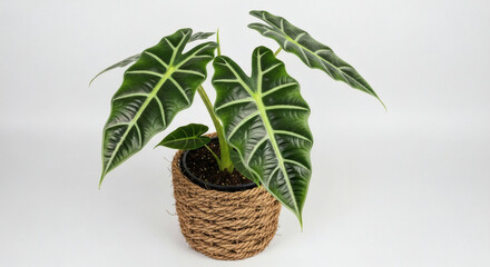 Stunning Alocasia Amazonica Polly Houseplant in Rustic Jute Pot on White Background