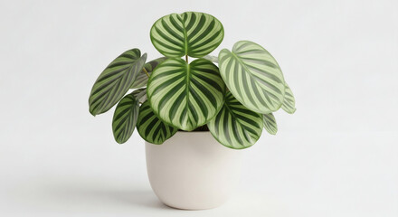 Stunning Pilea Peperomioides Variegata Houseplant in Minimalist White Pot on White Background