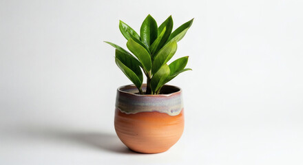Healthy ZZ Plant Zamioculcas Zamiifolia in a Stylish Ceramic Pot on White Background