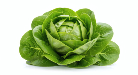 Fresh Crisp Head of Butter Lettuce Isolated on White Background for Healthy Eating