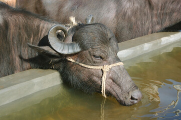 close up of a head of a bull
