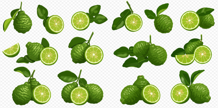 Collection of fresh bergamot fruits with leaves, whole and sliced, isolated on a transparent background.