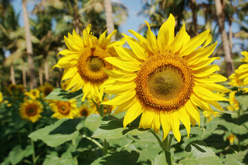 sunflowers in the field