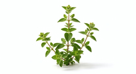 Fresh Oregano Herb Sprig Isolated on White Background for Culinary Use