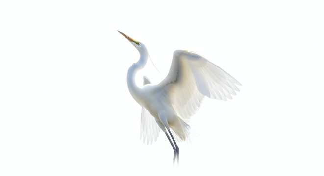 Majestic Great Egret in Bright White Silhouette Wings Spread and Head Upward