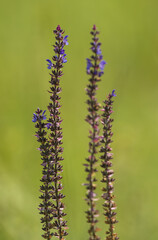 Three purple flowers are growing in a field