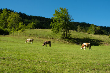 Fototapeta premium Brown and White Cows Grazing in Idyllic Countryside Landscape