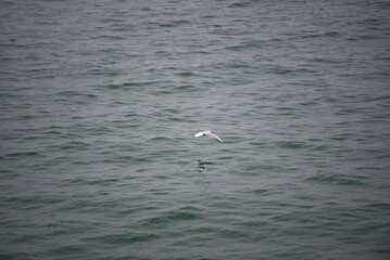 Sterne en vol au dessus de l’eau