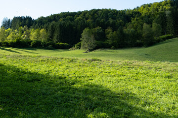 A valley in the Alps, a perfect lawn flooded with light and a coniferous forest