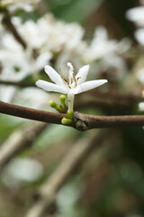 white coffee plant flower