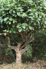 coffee tree in the garden