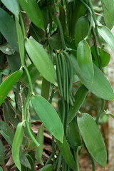 Obraz premium close up of vanilla plant