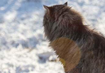 A cat with a long tail is sitting in the snow