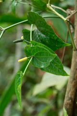 green leaves in the garden